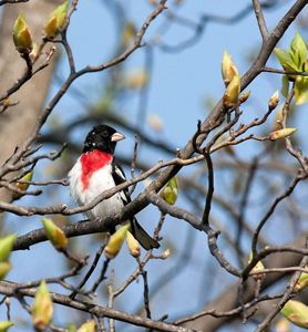 A black and white bird with a red chest sits on a branch.
