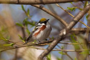 A male chestnut-sided warbler perches on a branch. 