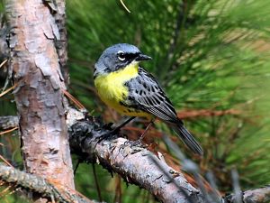 A Kirtland's warbler perched on a branch of a pine tree.