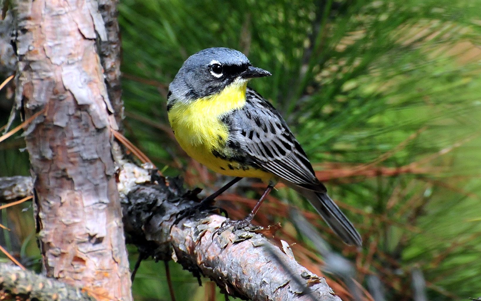 Kirtland's Warbler These migratory songbirds only breed in young jack pine forests in Wisconsin and rely on natural fire events to support their nesting sites.  © Joel Trick
