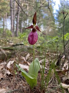 A pink lady slipper orchid in bloom. 