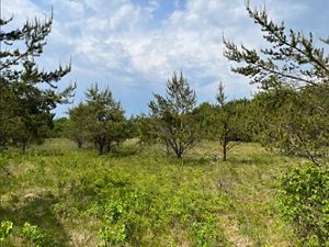 A grassy area with young trees.