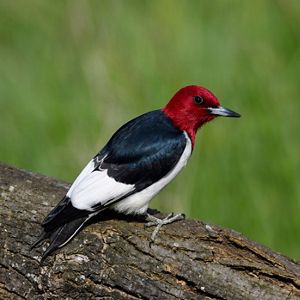 A red-headed woodpecker perched on the side of a tree trunk. 