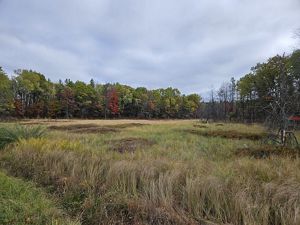A sedgemeadow bordered by trees under a cloudy sky. 