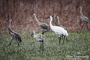 A flock of adult and juvenile whooping cranes in a field.