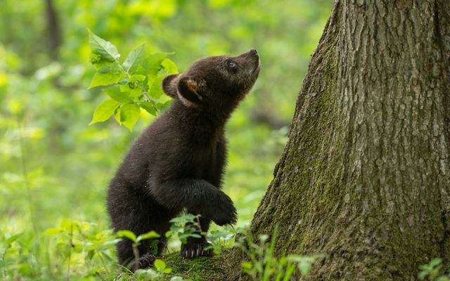 Small black bear cub stands at base of tree looking up.