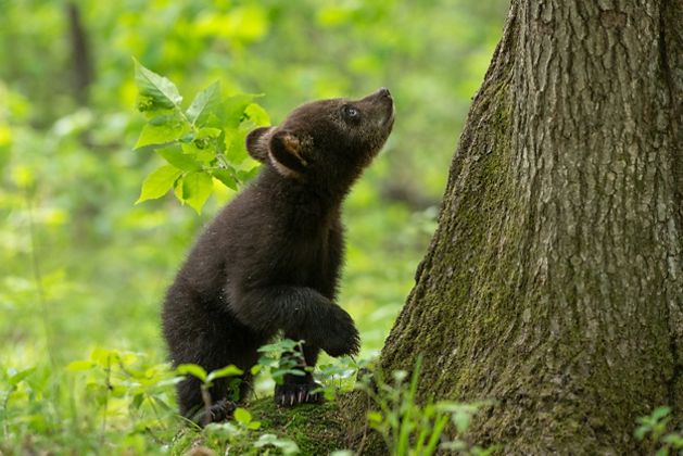Black bear cub stands at base of tree in forest looking up toward canopy.