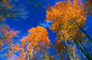 View from the ground up into the forest canopy, where leaves are tinted orange in the fall.