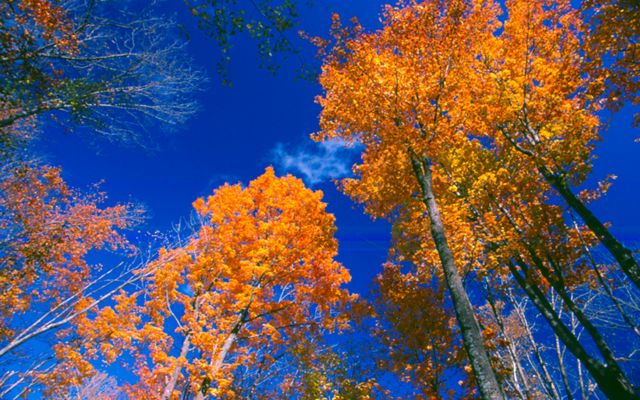 View from the ground up into the forest canopy, where leaves are tinted orange in the fall.