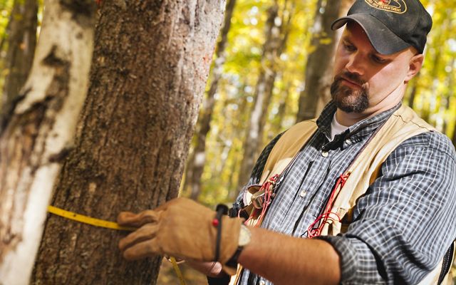 Man wearing ball cap, leather gloves and work vest measures the diameter of a tree.