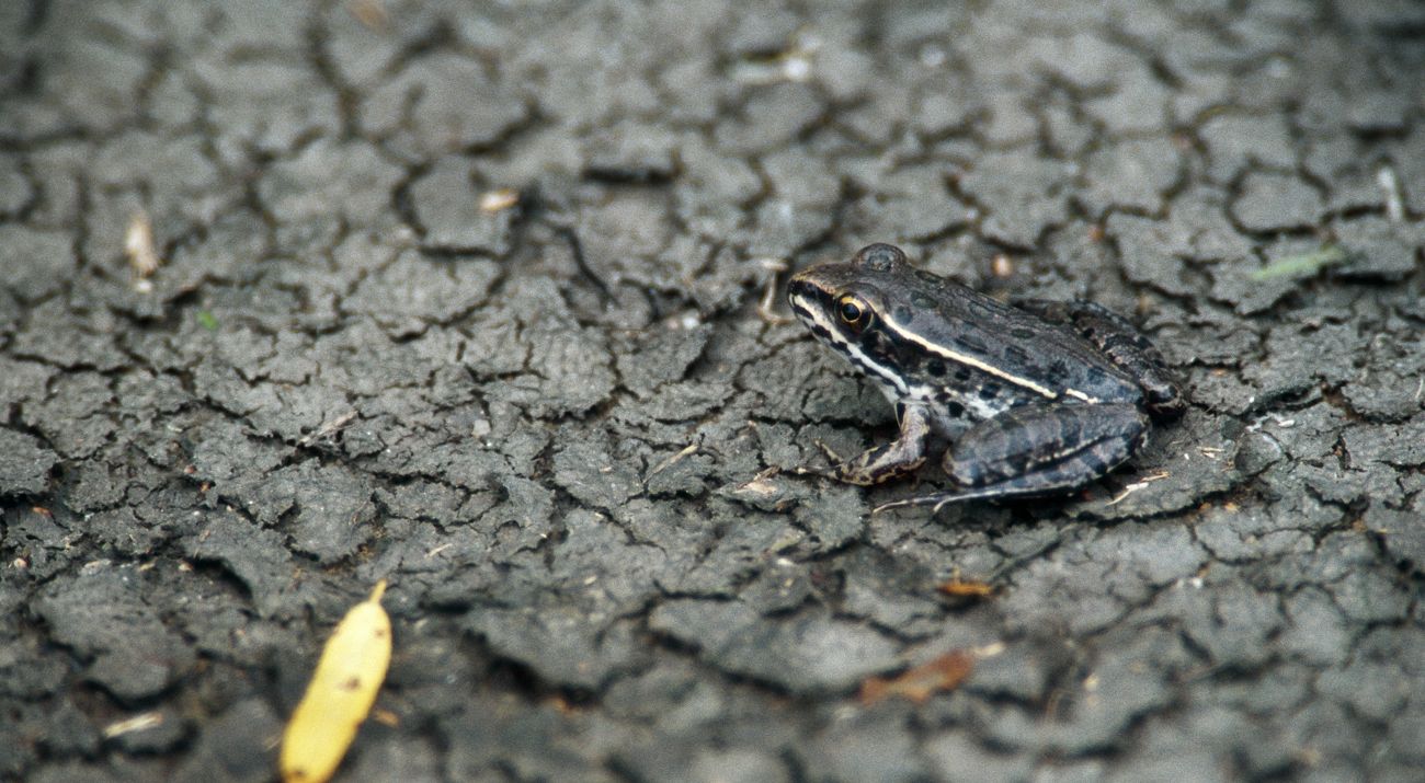 Brown frog covered with large, oval, dark spots sits on dry, cracked ground.