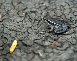 Brown frog covered with large, oval, dark spots sits on dry, cracked ground.
