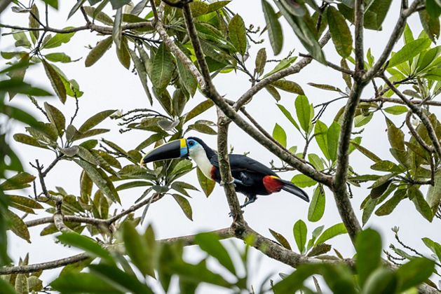 A toucan in a tree.