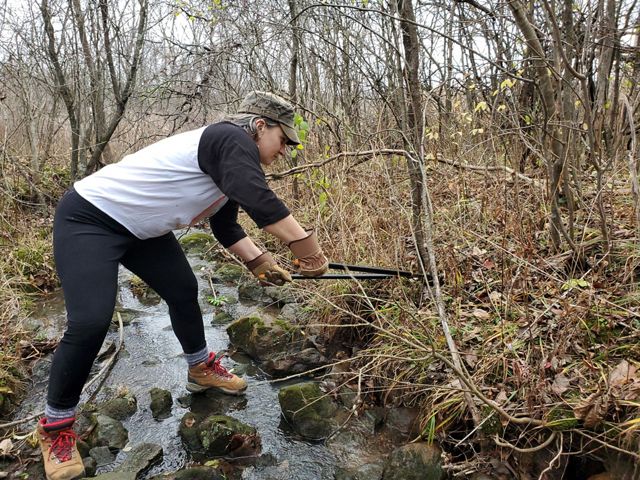 A woman balances on rocks in a small stream and reaches out with a pair of metal loppers to cut the slim base of a buckthorn tree.  