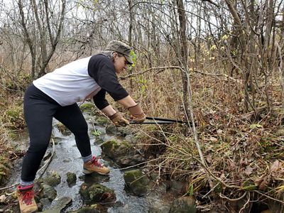 A woman balances on rocks in a small stream and reaches out with a pair of metal loppers to cut the slim base of a buckthorn tree.