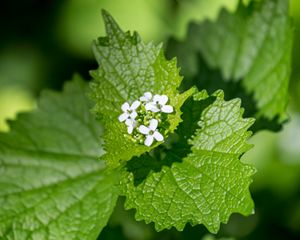 A close-up of the green leaves and small white flowers of garlic mustard.