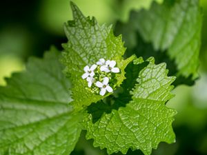A close-up of the green leaves and small white flowers of garlic mustard. 
