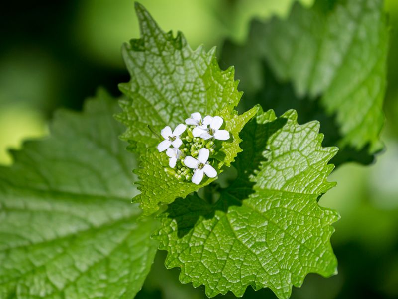 Close-up of the green leaves and white blooms of garlic mustard.