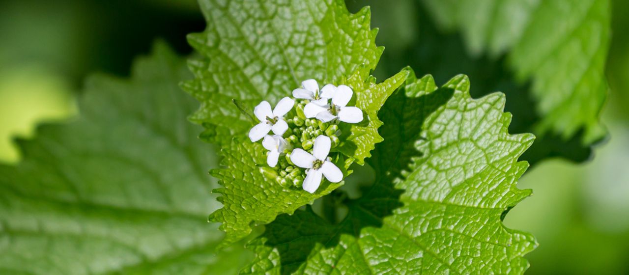 Close-up of the green leaves and white blooms of garlic mustard. 