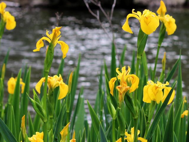A group of yellow flowers on green stalks blooming by a river. 