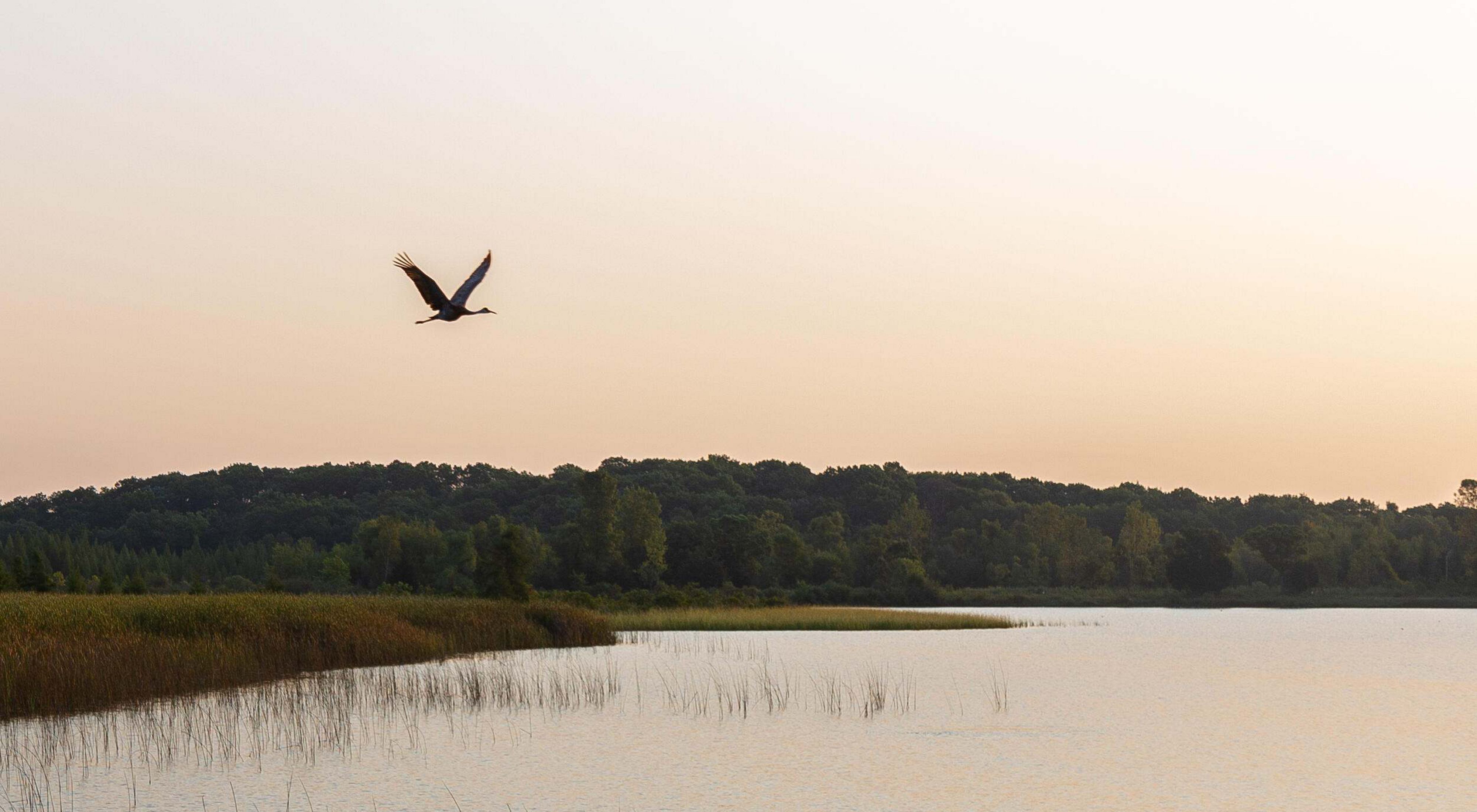 A silhouetted bird flies over a lake in front of a pale orange sky.