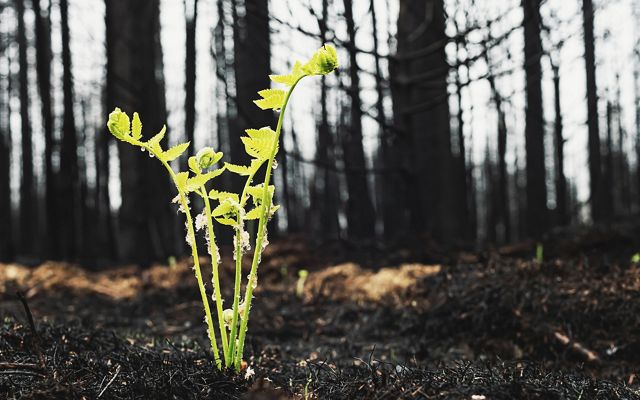  A strong, young fern growing from the earth after a wildfire.