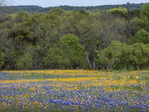 A deer stands in a field of blue and yellow flowers surrounded by dense trees.