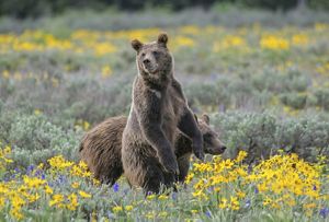 bears among wildflowers