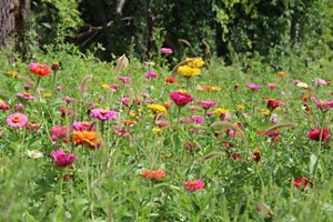 Colorful wildflowers grow in a field.