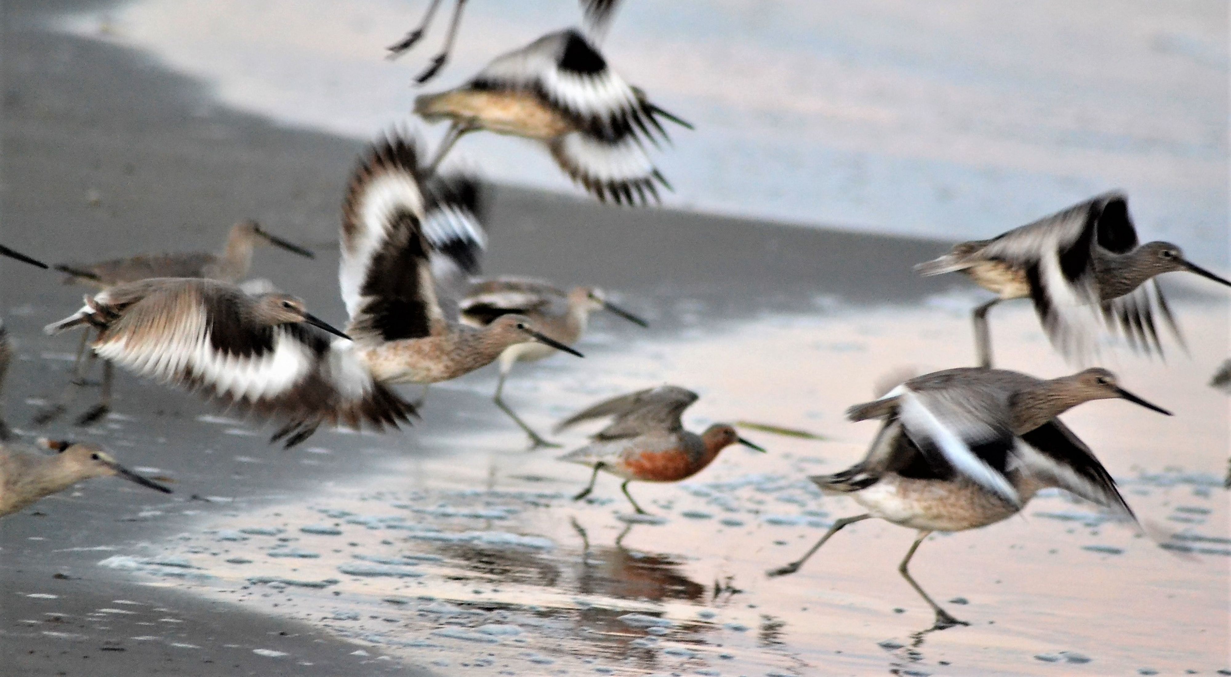 Several birds walk and fly as waves crash onto a beach.