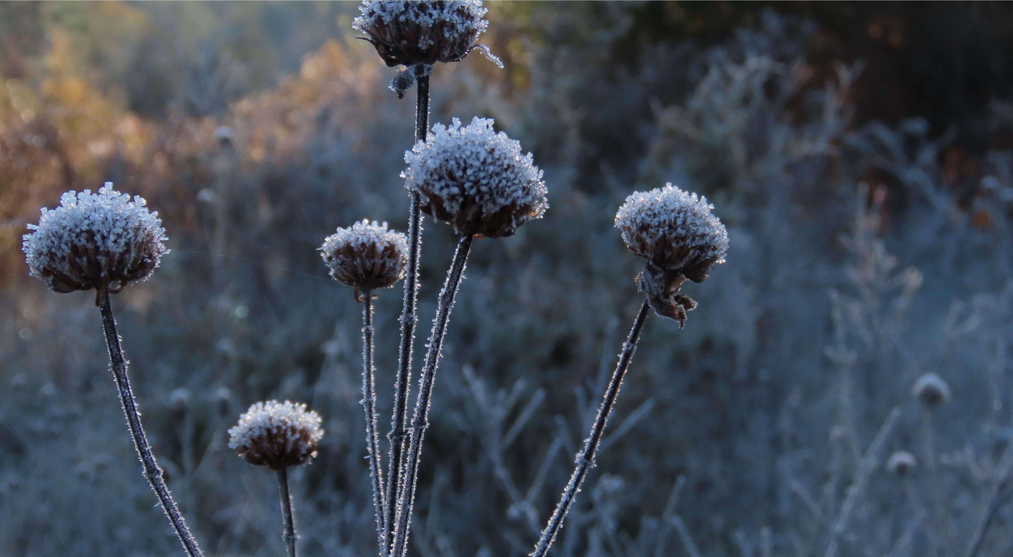 Frost covers five, round dormant flowers still on stems.