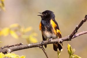 A male American redstart in a tree.