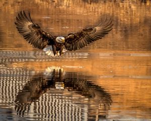 A bald eagle soaring over a pond with its talon outstretched.