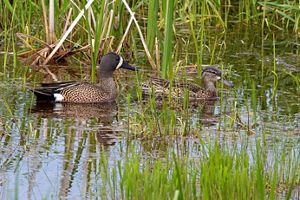 A male and female pair of blue-winged teals floating in a pond.