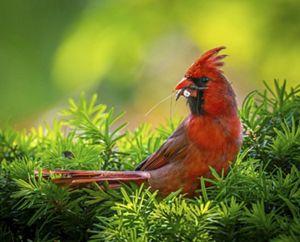 A male Northern cardinal perched in a tree with a caterpillar in his bill.