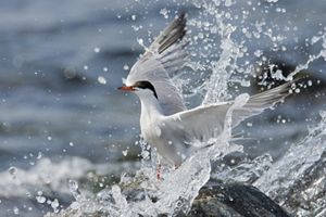 A common tern landing in water with splashes of water all around it.