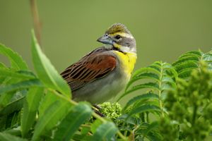 A dickcissel perched in a tree. 