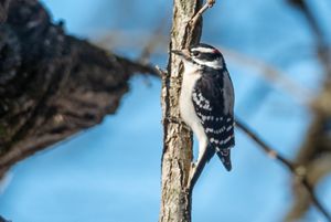 A downy woodpecker perched on a tree. 
