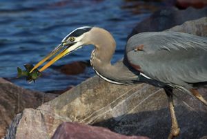 A great blue heron with a fish in its bill.