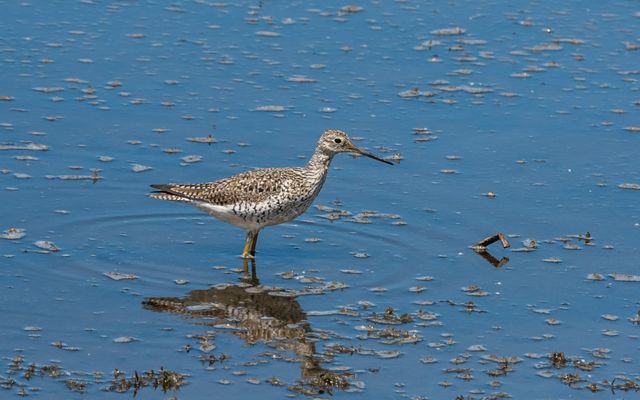 A greater yellowlegs wading in a body of water.