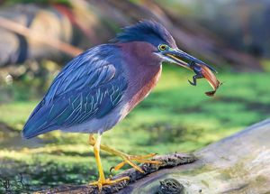 A green heron with a newt in its beak.