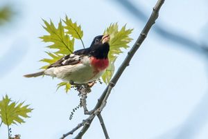 A male rose-breasted grosbeak. 