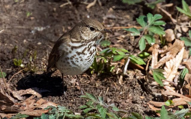 A hermit thrush foraging along the ground. 