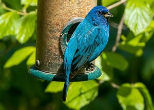 A male indigo bunting perched at a tube bird feeder. 