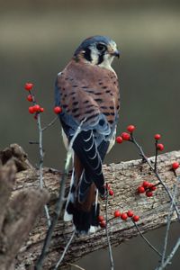 An American kestrel perched on a branch surrounded by red berries.