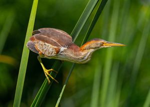 A least bittern perched on marsh grass.