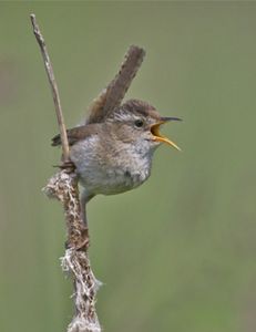 A marsh wren calling while perched on dried marsh grass.