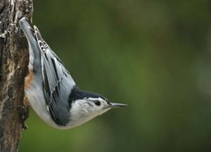 A white-breasted nuthatch perched head-down on a tree trunk. 