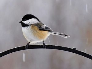 A black-capped chickadee sitting on an iron arch in the snow. 