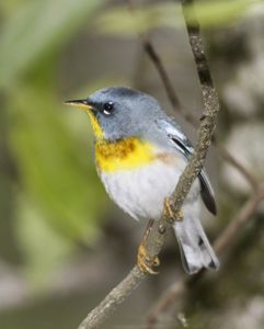 A Northern parula perched in a tree.